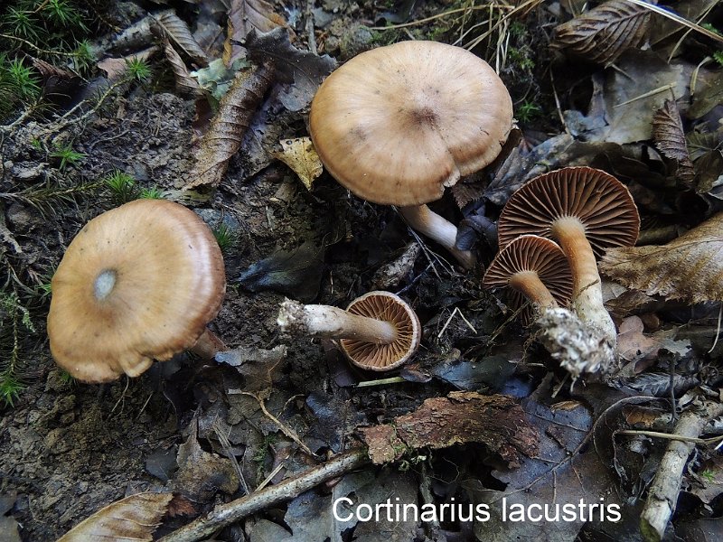 Cortinarius lacustris-amf629.jpg - Cortinarius lacustris ; Nom français: Cortinaire des étangs